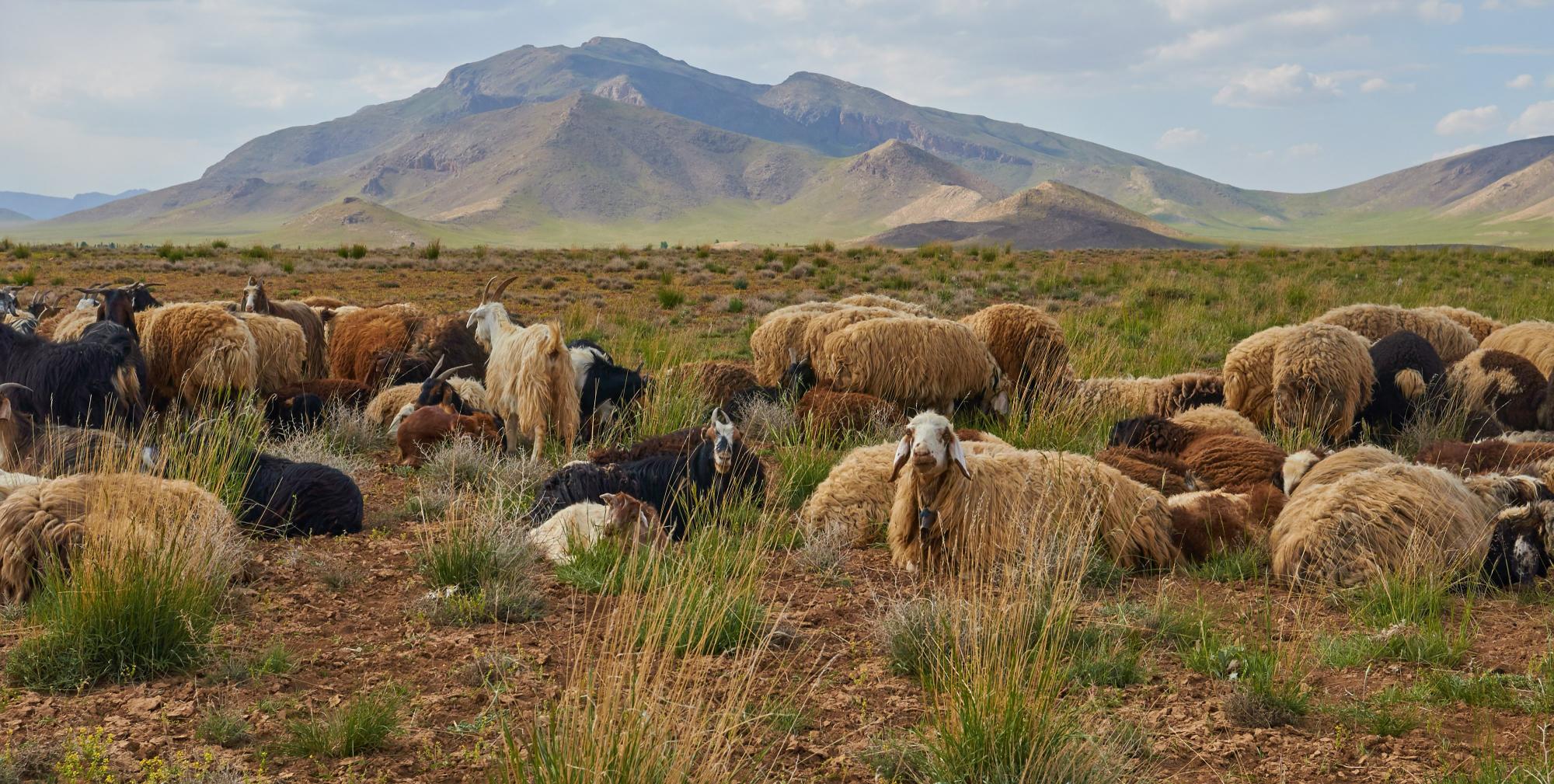 Schafe im Zagroz-Gebirge